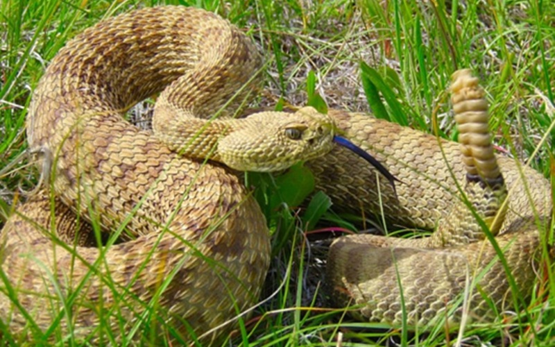 With continued warm weather, beware of rattlesnakes, warns City of Lethbridge