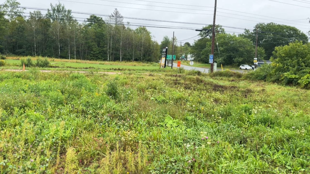 A patch of weeds on a property is shown.
