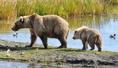 Fat Bear Week is back. And this year, it's all about the mamas