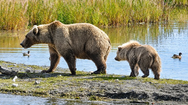 Fat Bear Week is back. And this year, it's all about the mamas