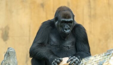 Calgary Zoo announces pregnancy of Dossi, an endangered western lowland gorilla