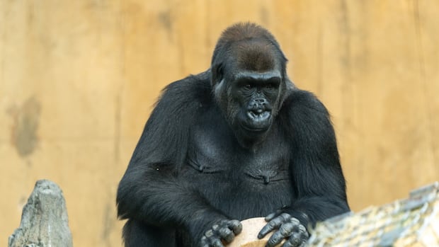 Calgary Zoo announces pregnancy of Dossi, an endangered western lowland gorilla