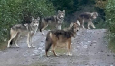 Canine conundrum: This N.L. biologist has ideas on what these animals could be