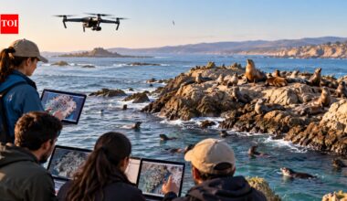 In 2019, California researchers used 1,500 volunteers to count seals and sea lions from drone images; 11 repeated counts improved accuracy |