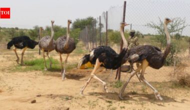 Niger releases 8 North African ostriches into the wild after the species disappeared from the country; the last wild birds vanished in 2004 |