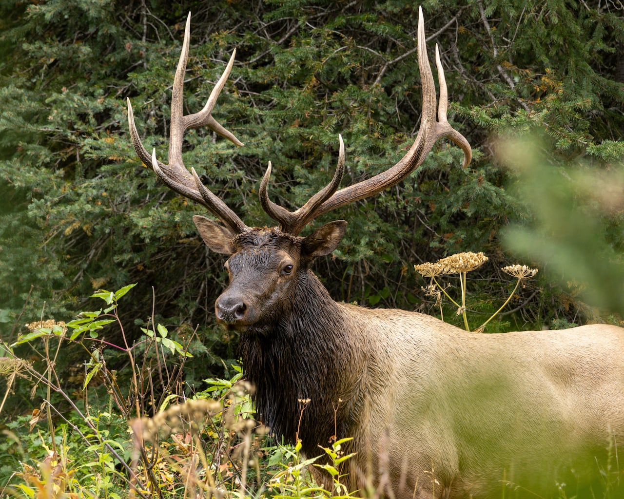A bull elk.