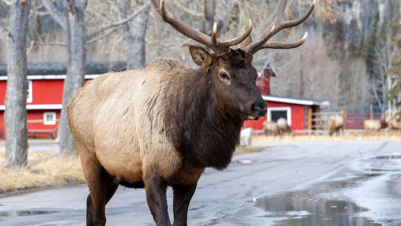 An elk.