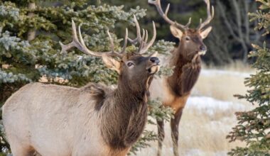 With elk rut underway, study suggests bulls across North America bugle in different dialects