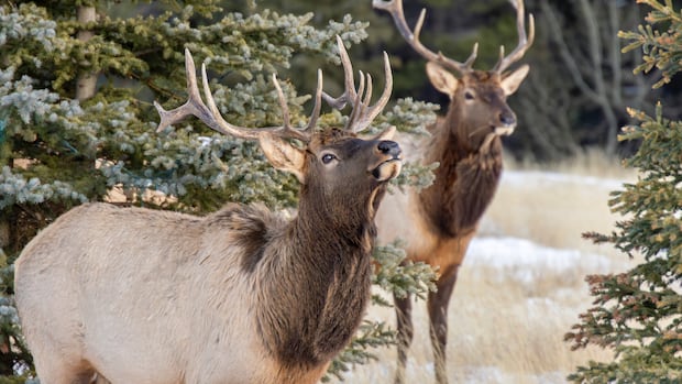 With elk rut underway, study suggests bulls across North America bugle in different dialects
