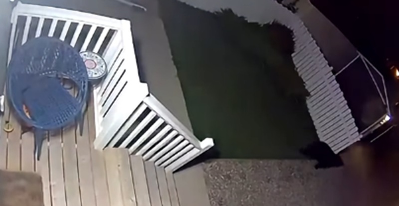 Taber Police confirm posted bear sighting video was from Crowsnest Pass, not Taber
