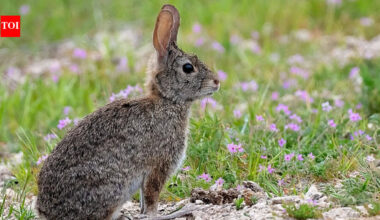 Chaaral: In 2017, Chile certified Chañaral Island free of invasive rabbits; seven years later, rare seabirds had four active natural nests there with help from audio lures | World News
