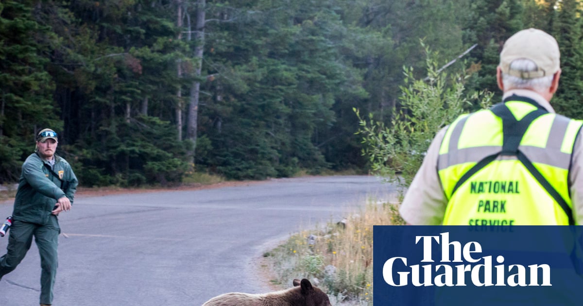 Grizzly reality: US states grapple with uptick in encounters between bears and humans | US news