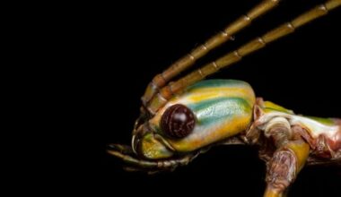 Head of an Adult Female Clemencantha Goliath