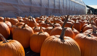 Over 12,000 Pumpkins on Display at Lester's Farm, Despite Challenging Year