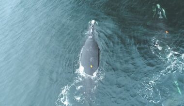 North Atlantic right whales at greater risk of collision with boats at night: study