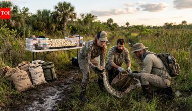 Florida’s python team followed 40 tagged male snakes and ended the season with 177 Burmese pythons removed and more than 4,100 eggs taken from the ecosystem | World News