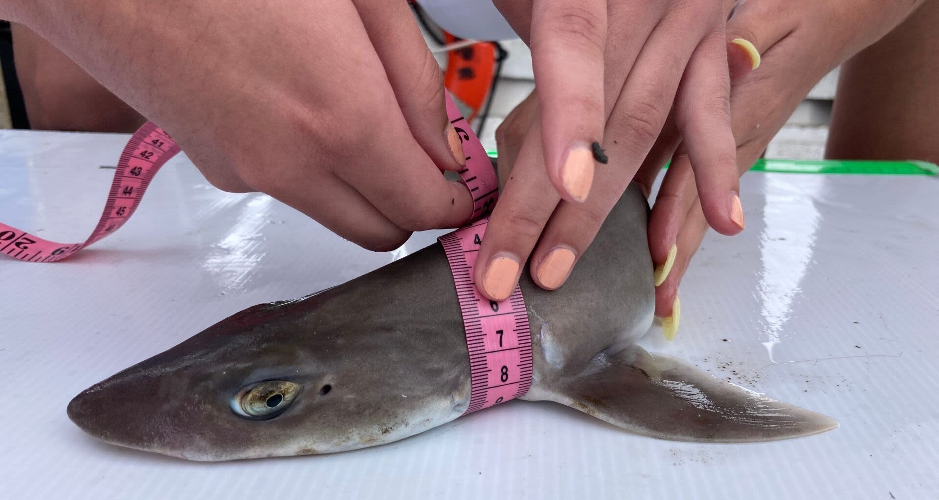 'Is that a shark?' Shark spotted swimming through nor'easter-flooded street