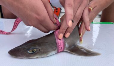 'Is that a shark?' Shark spotted swimming through nor'easter-flooded street