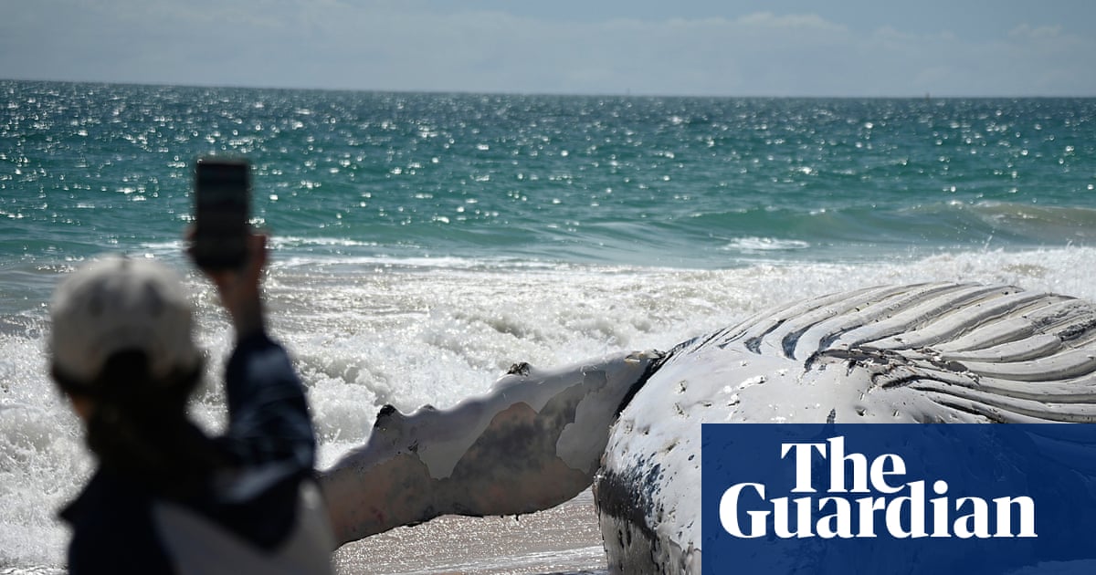 After a dead whale washed up at a Perth beach, some took selfies. Others held their nose from the stench | Western Australia
