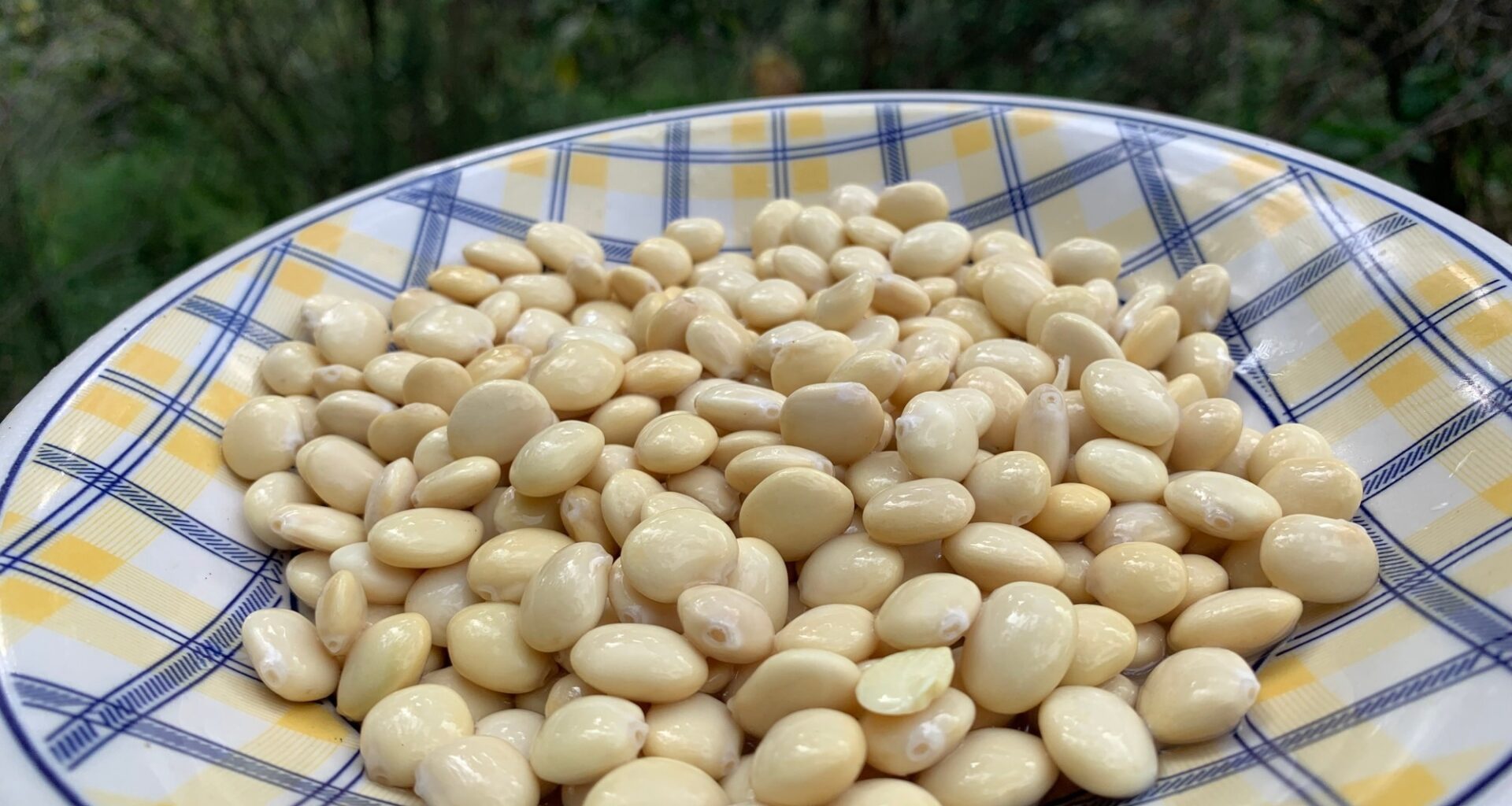Review: North American and Andean Indigenous Plant-Based Foods and Their Contemporary Scientific Rationale for Health Improvement. Image Credit: DANIEL CONSTANTE / Shutterstock