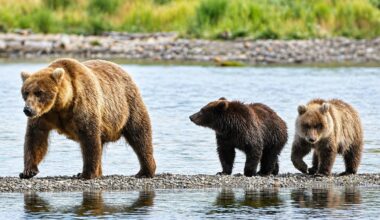 Fat Bear Week 2026 is here and a fan favorite is back: Last chance to vote