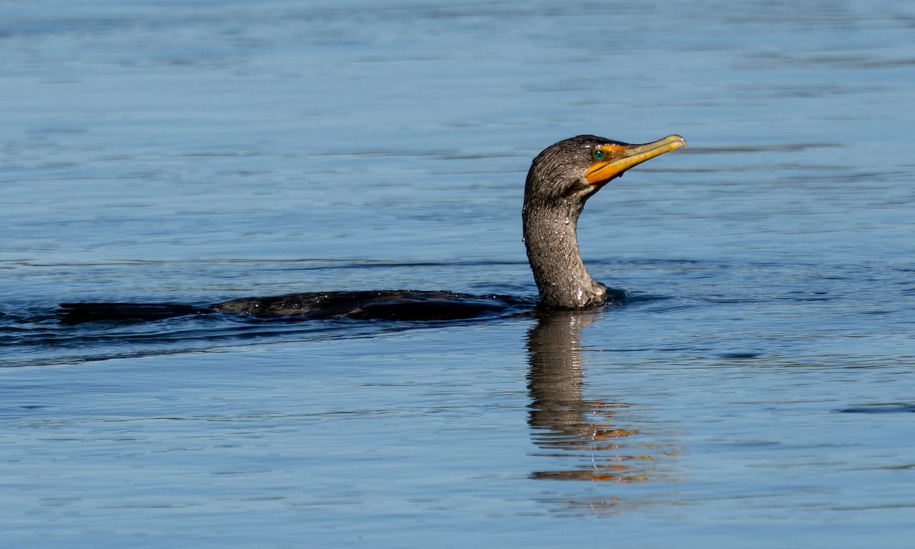 A double-crested cormorant swimming in a river.