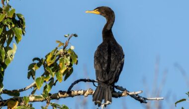 Are there too many cormorants in Alberta? Group studying whether more bird population control needed