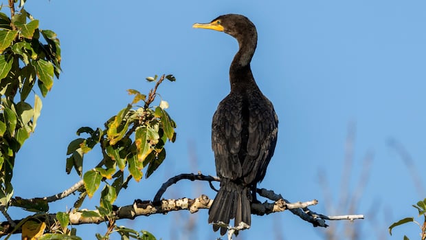 Are there too many cormorants in Alberta? Group studying whether more bird population control needed