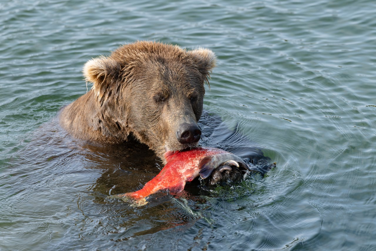 A grizzly bear in the water eating a salmon.