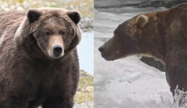 Final showdown of Alaska's Fat Bear Week comes down to heavyweights Bear 910 and Backpack