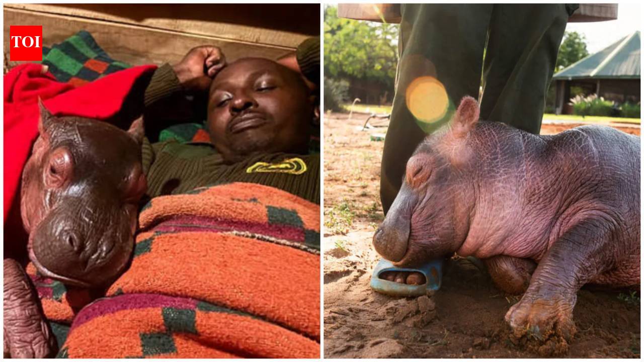 Five-month-old orphaned hippo Bumpy found beside dead mother in Kenya finds new family at sanctuary after difficult rescue; bonds with keepers, elephants and buffaloes; to eventually return to the wild
