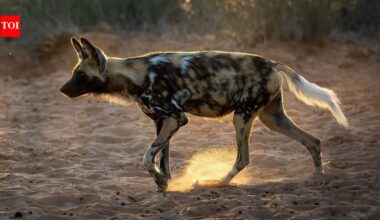 20 African wild dogs were brought back to a Zimbabwe park after disappearing for decades; conservationists rebuilt the ecosystem before their return |