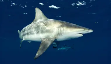 Sharks can hear nearly 250 feet away and pinpoint the source