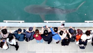 Huge shark slowly circling a canal in South Korea’s biggest port city - CTV News