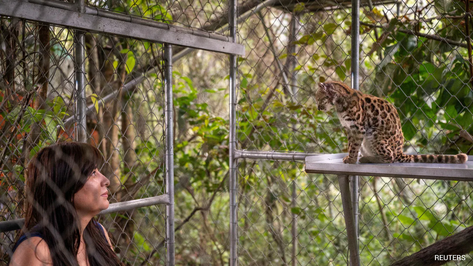 How Experts Identified New Wild Cat Species, The First In Over A Century