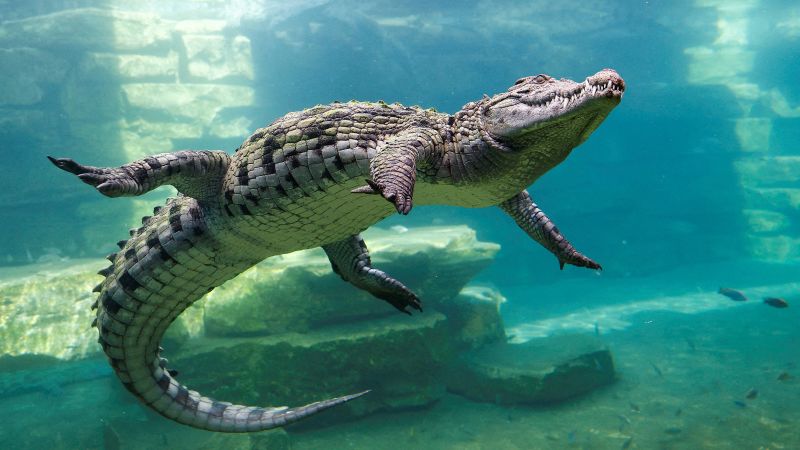 What a Nile crocodile case means for Trump’s DC building projects