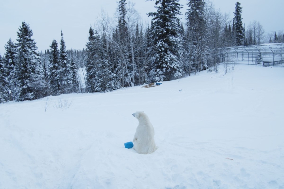 Cochrane polar bears taking centre stage at Toronto film festival