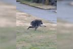 This handi-capable furry friend known as 'Jimothy' has captured the hearts of millions in his plucky underdog role. 