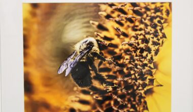 Nature’s Colourful Whisper brings tiny wild world into focus