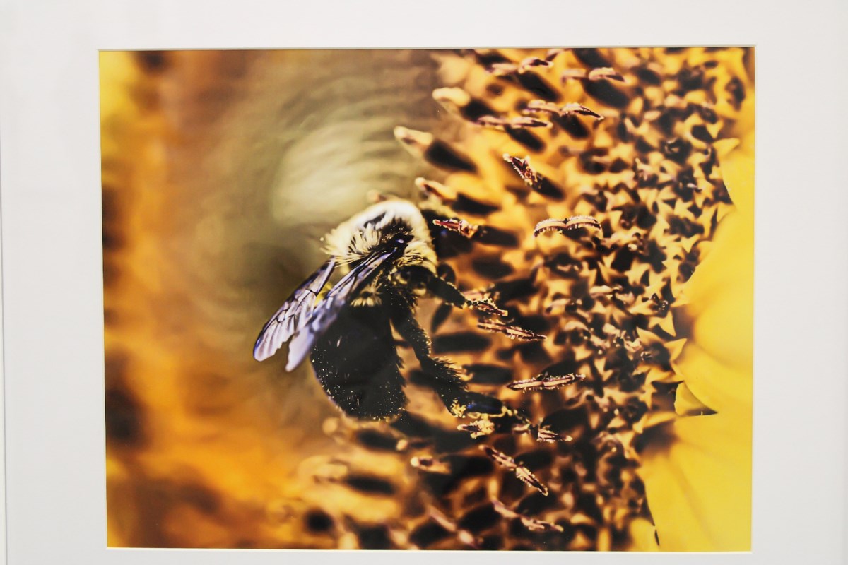 Nature’s Colourful Whisper brings tiny wild world into focus