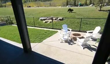 Black bear spotted cruising through Cochrane pathway