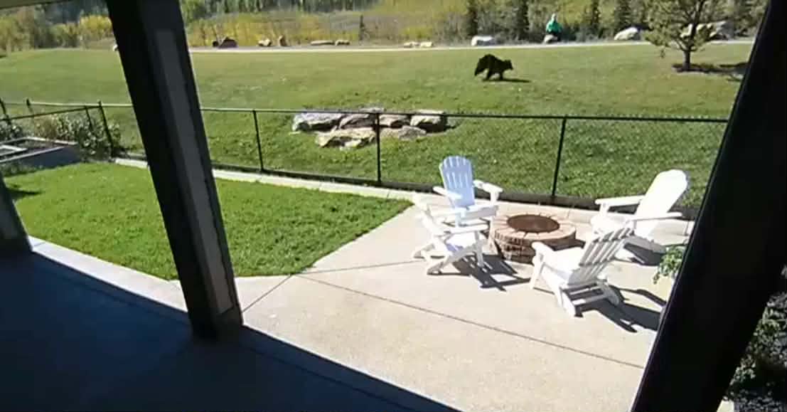 Black bear spotted cruising through Cochrane pathway
