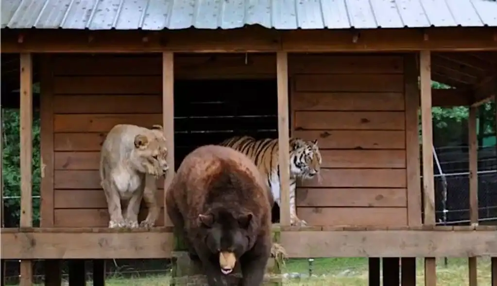 The lion, tiger and bear standing on and around their wooden house. 