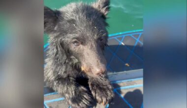 ‘Never seen anything like it’: Boaters rescue bear cub from middle of Okanagan Lake