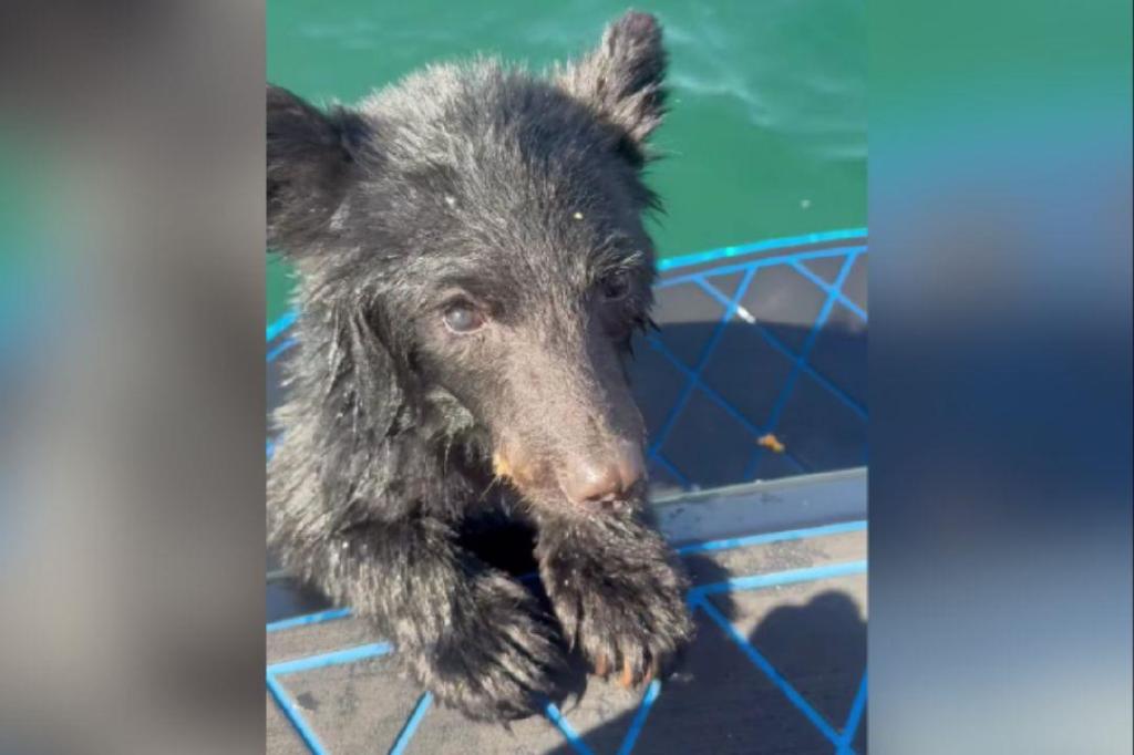 ‘Never seen anything like it’: Boaters rescue bear cub from middle of Okanagan Lake