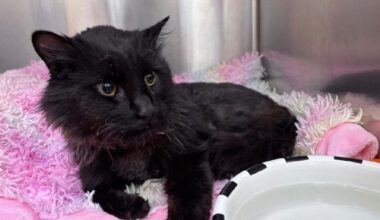 Injured cat back with family following Summerland wildfire