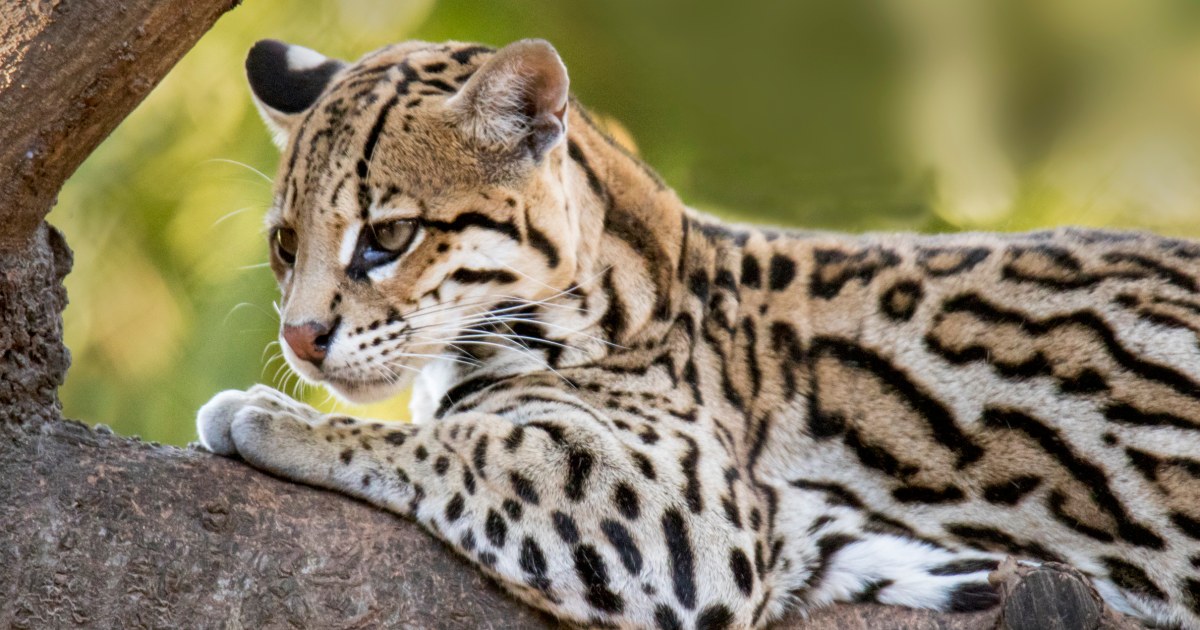 An endangered wild cat faces a new threat: SpaceX’s expansion in Texas - NBC News