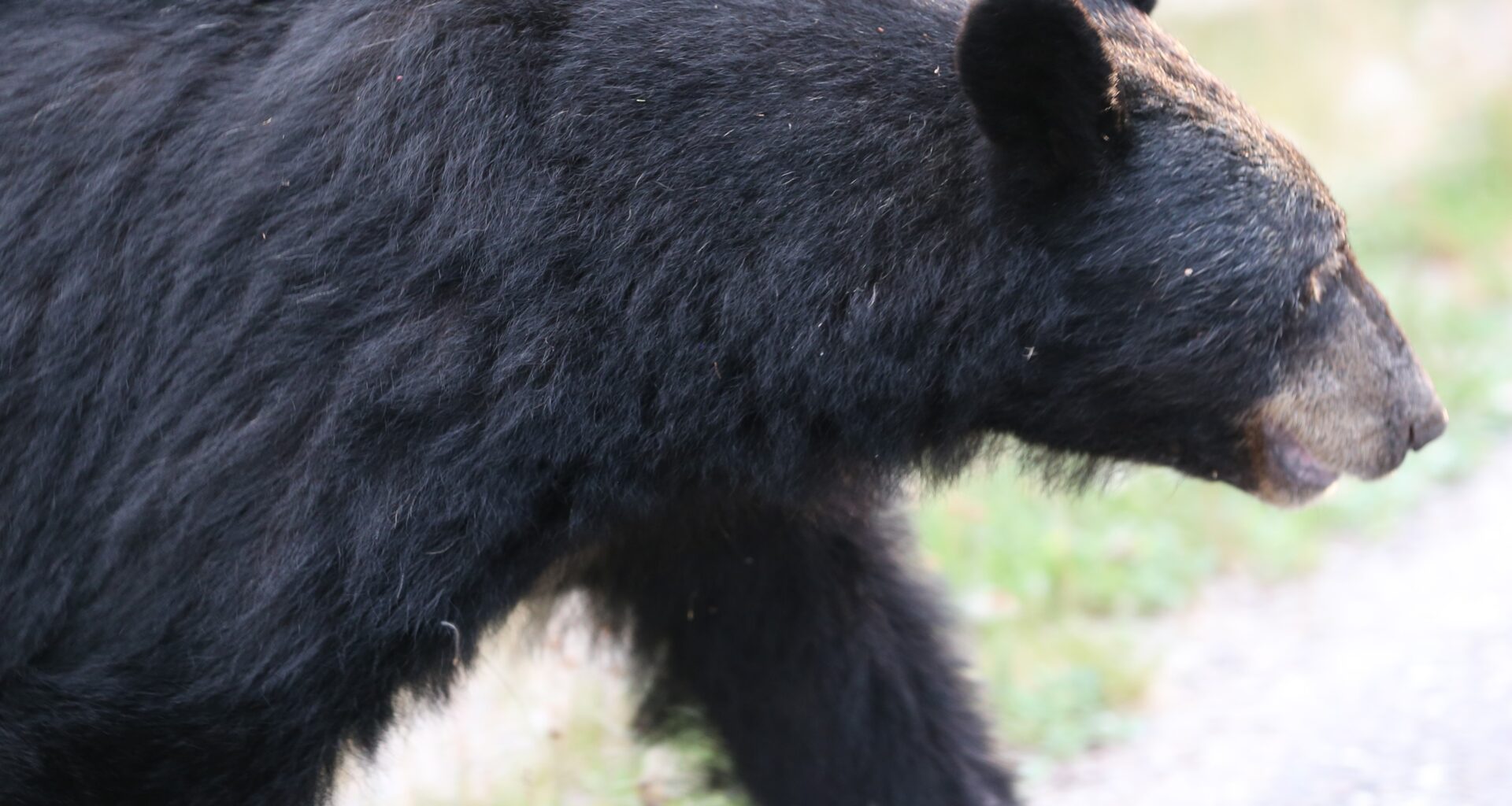 Heading to Fish Creek this weekend? Black bear warning issued - DiscoverAirdrie.com