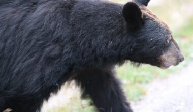 Heading to Fish Creek this weekend? Black bear warning issued - DiscoverAirdrie.com