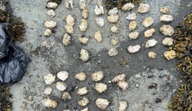 Five people fined for illegal shellfish harvesting on Vancouver Island